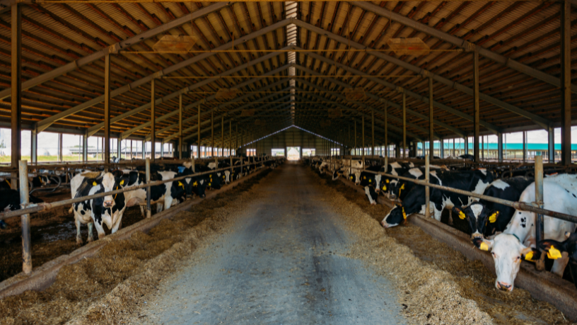 Monitoramento do rebanho: Descubra como a tecnologia transforma o controle sanitário e produtivo no campo João Eustáquio De Almeida Junior analisa como o monitoramento do rebanho, aliado à tecnologia, revoluciona o controle sanitário e aumenta a produtividade no campo.