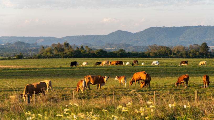 Com a visão de João Eustáquio De Almeida Junior, a tecnologia aplicada ao monitoramento do rebanho se destaca como ferramenta essencial para eficiência sanitária e produtiva na pecuária.